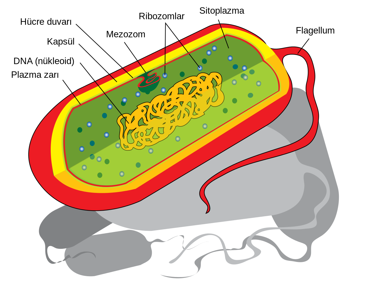 bakteriler ile ilgili görsel sonucu