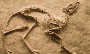 paleontolog ile ilgili görsel sonucu