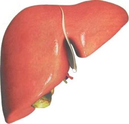 Karaciğerin Görevleri Nelerdir Maddeler Halinde ile ilgili görsel sonucu