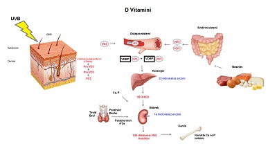 vitamin sentezi ile ilgili görsel sonucu