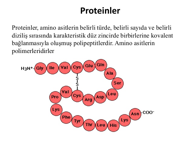 Proteinlerin Sağlığımız Açısından Önemi Nedir ile ilgili görsel sonucu