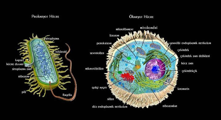 Ökaryot Hücre Nedir Kısaca Örnek ile ilgili görsel sonucu