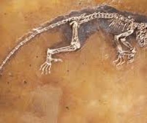 Paleontoloji Ve Paleontolog Nedir?